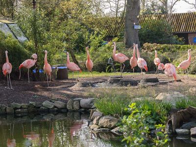Flamingolagune