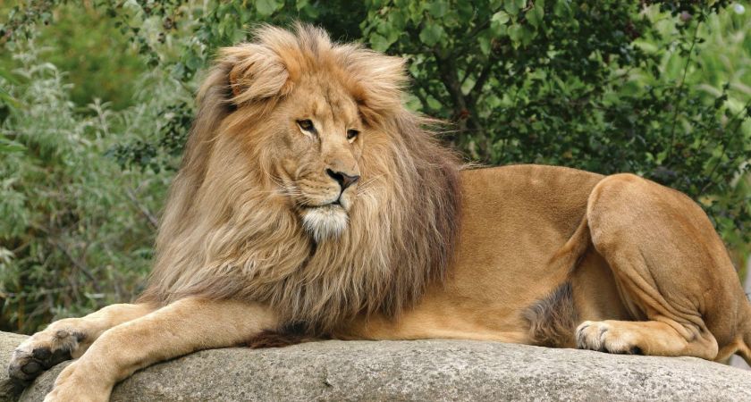 Loewe Matadi im Zoo Leipzig